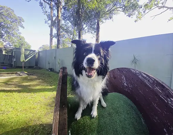 Border Collie Enjoying Outdoor Playground