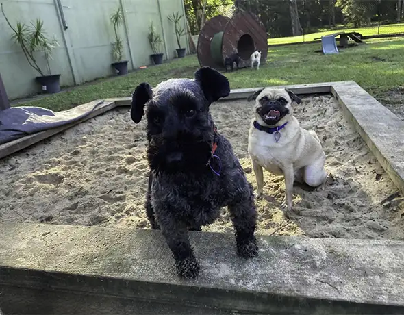 Sandpit Adventures at Kangy Angy Doggy Daycare