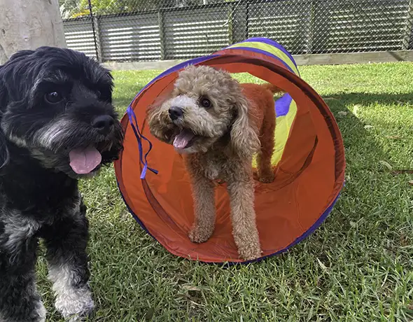 Poodles at Play in Dog Tunnel