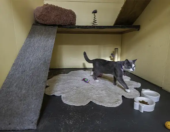 Spacious Indoor Cat Room with Climbing Ramp