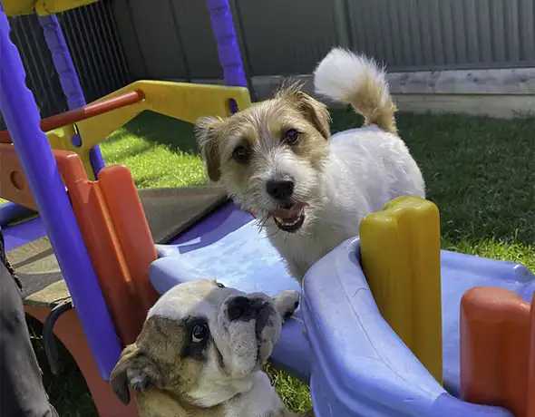 Friendly Dogs Socialising by the Playground at Dural Resort