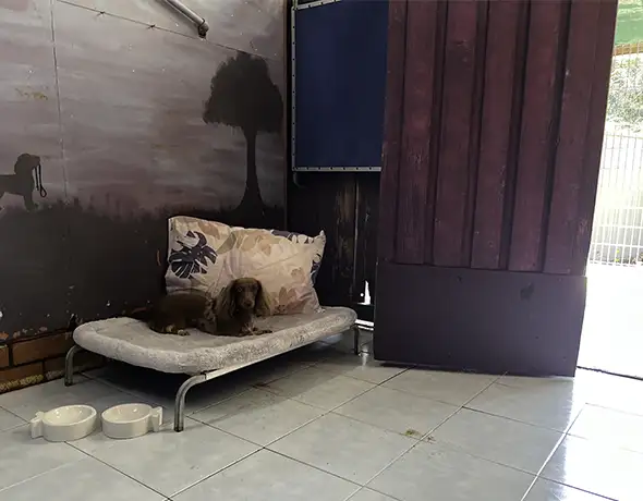 presidential suite at Pet Resorts Australia Dural.