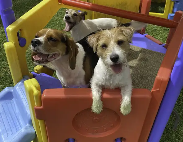 Happy Dogs Playing on Playground Equipment at Dural