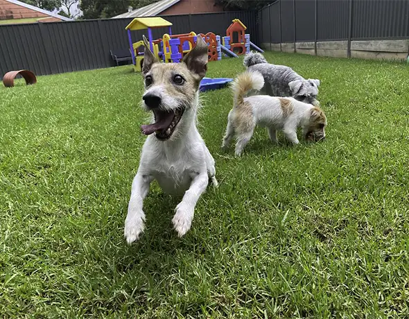 Energetic Jack Russell Playing on Grass at Dural Doggy Daycare