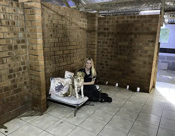 Presidential Room for Large Dogs at Pet Resorts Dural