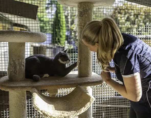 Personalised Care in Deluxe Cat Accommodation