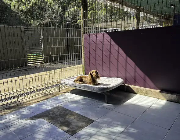 Relaxing Outdoor Suite for Small Dog Guests