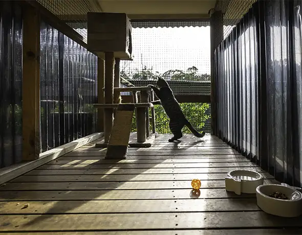 Spacious Verandah Cat Suite with Enrichment Tower
