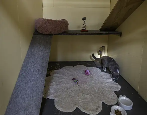 Spacious Indoor Cat Suite with Natural Light