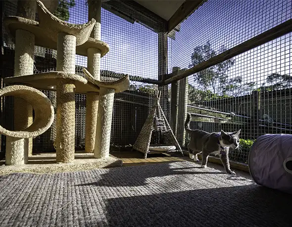 Cat Verandah Retreat with Natural Surroundings