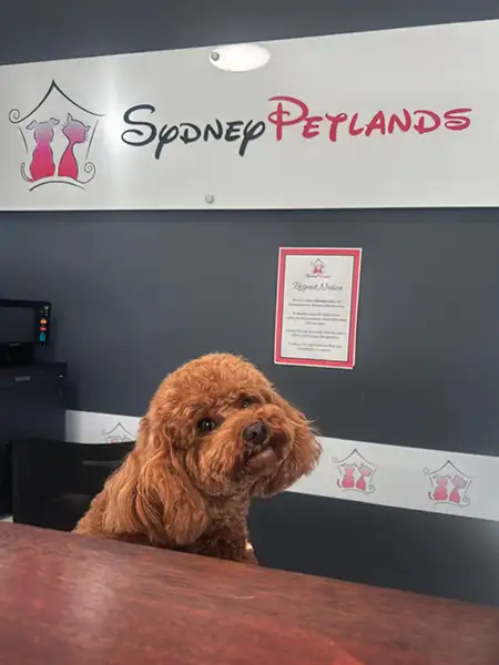 Cavoodle sitting behind the reception desk at Sydney Petlands, playfully posing as the guest services receptionist in a welcoming pet care setting.