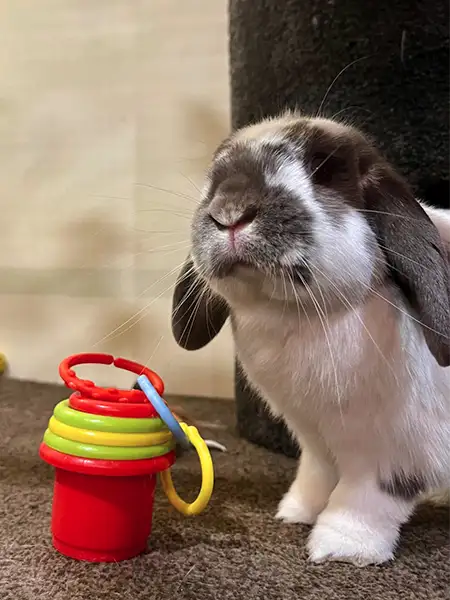 Lop-eared rabbit resting comfortably during pet boarding at Sydney Petlands, in a clean enclosure designed for small animal care.