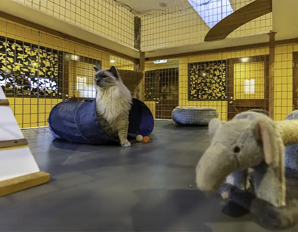 cat in tunnel, wide view of condo room
