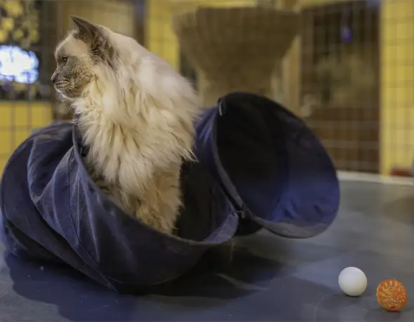 close-up of cat in tunnel with toys