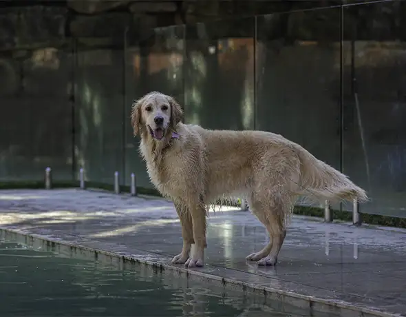 Golden Retriever at Pool