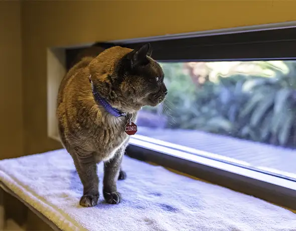 Guest cat