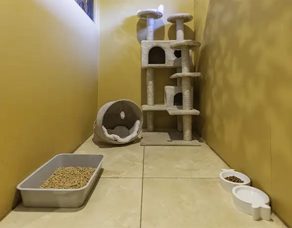 Cat Suite with Enrichment