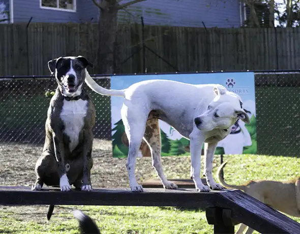 Dogs on Playground