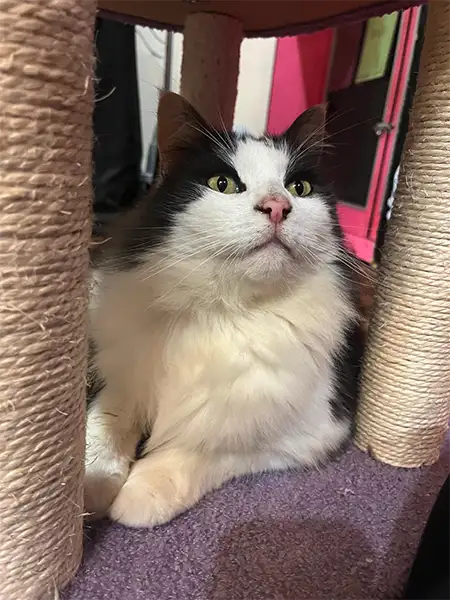 Cat relaxing inside a scratching post cubby at Sydney Petlands cattery, enjoying a quiet moment in a clean, comfortable boarding space.