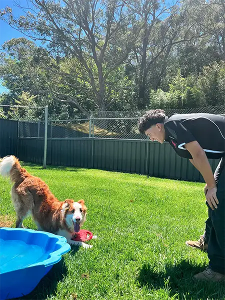 Dog playing with a red frisbee in the grass at Sydney Petlands doggy daycare while a smiling staff member watches nearby under bright sunlight and surrounded by trees and fencing.