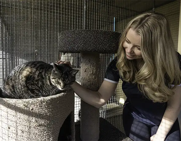 Cat Enjoying Attention from Staff