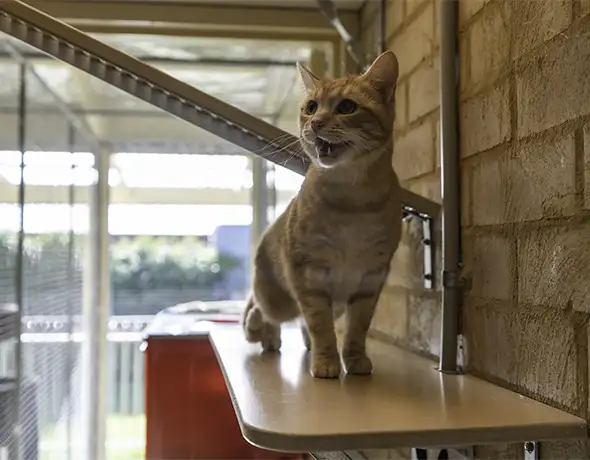 Cat Exploring Elevated Shelf