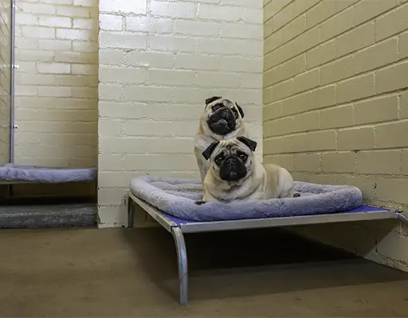 Pugs Resting on Raised Bedding