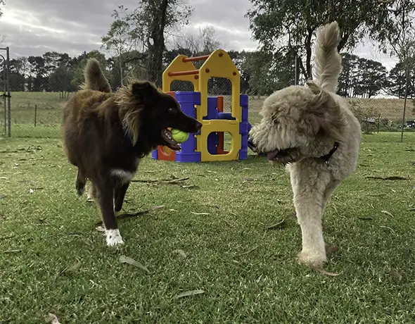 Dogs Playing with Ball in Outdoor Area