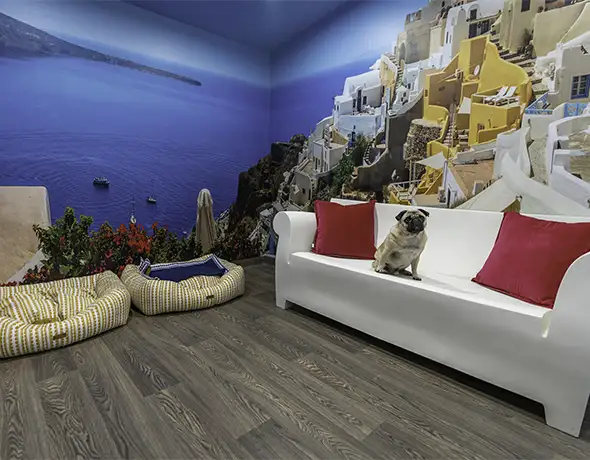 Dog Lounge with Santorini-Themed Decor