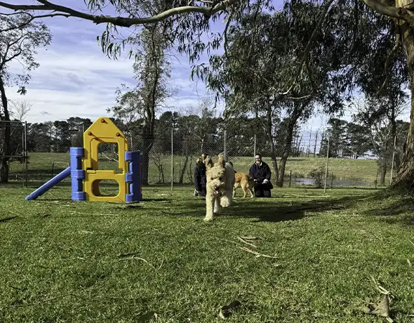 Dog Running Toward Camera in Daycare Yard