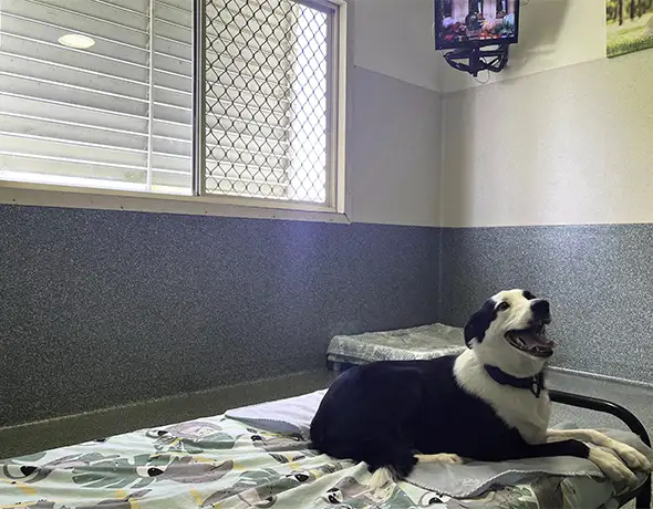 Pet Resorts Australia Luxury Suite