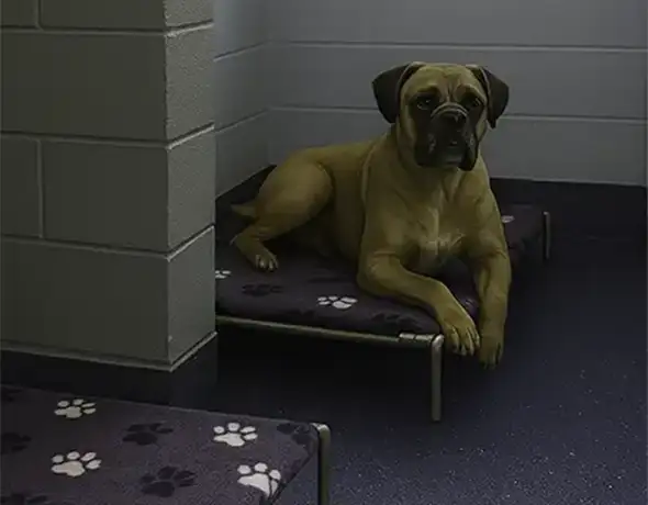 Samford Dog Guest Room
