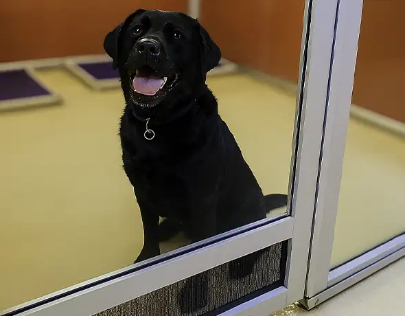 Resort Room with Lab at Pet Resorts Australia Port Melbourne