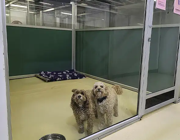 Pet Resorts Australia Port Melbourne Dog Resort Room