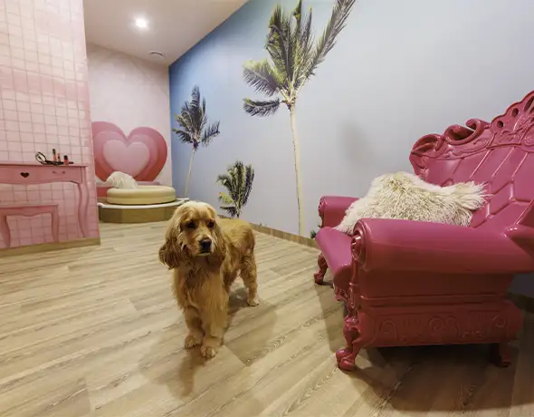 Pet Resorts Australia Port Melbourne dog royal suite