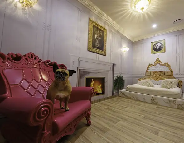 Pet Resorts Australia Port Melbourne dog royal suite