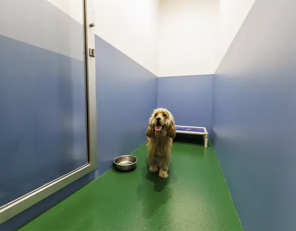 Pet Resorts Australia Port Melbourne dog guest room