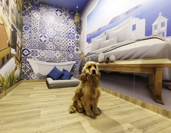 Pet Resorts Australia Port Melbourne dog hotels of the world santorini