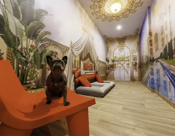 Pet Resorts Australia Port Melbourne dog hotels of the world taj mahal