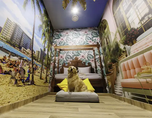Pet Resorts Australia Port Melbourne dog hotels of the world hawaii