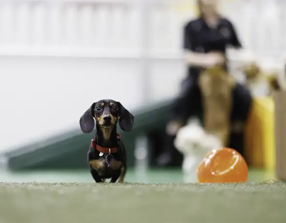Doggy Daycare Indoor Yard at Pet Resorts Australia Port Melbourne