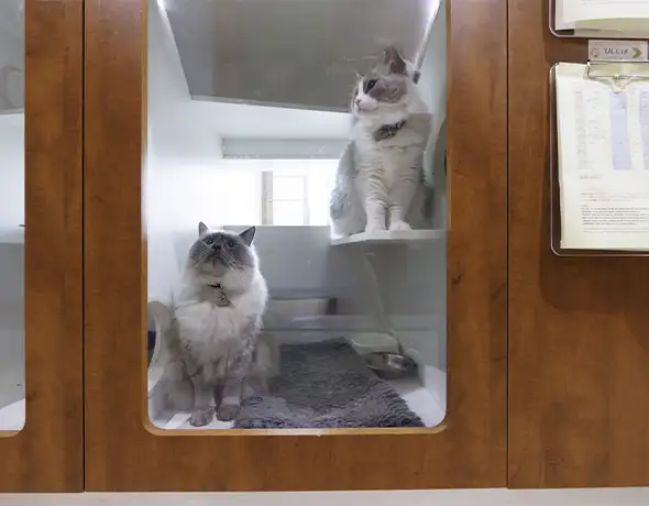 Pet Resorts Australia Port Melbourne cat suite