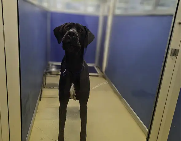 Pet Resorts Australia Port Melbourne dog Guest room