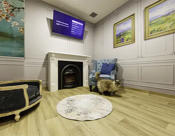 Pet Resorts Australia Port Melbourne cat penthouse
