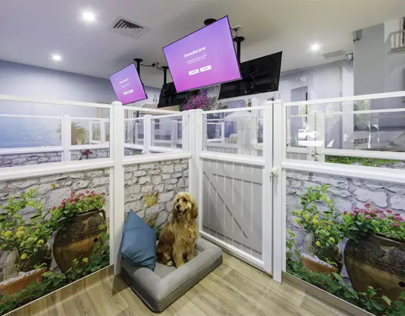 Pet Resorts Australia Port Melbourne dog beach club