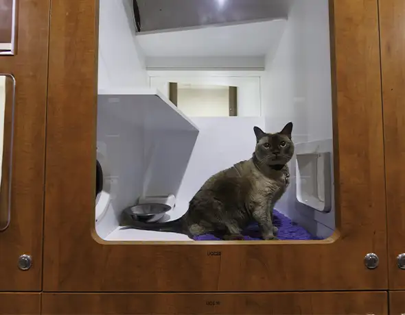 Cat Guest Room at Pet Resorts Australia Port Melbourne