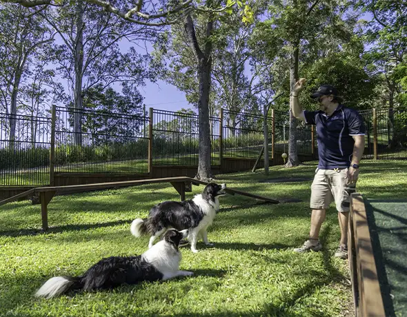 Training Session in Eumundi Yard