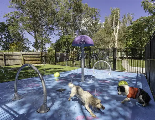 Dogs Enjoying Splash Park at Pet Resorts Australia Eumundi