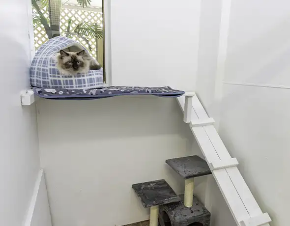 Cat Guest Room at Pet Resorts Australia Eumundi