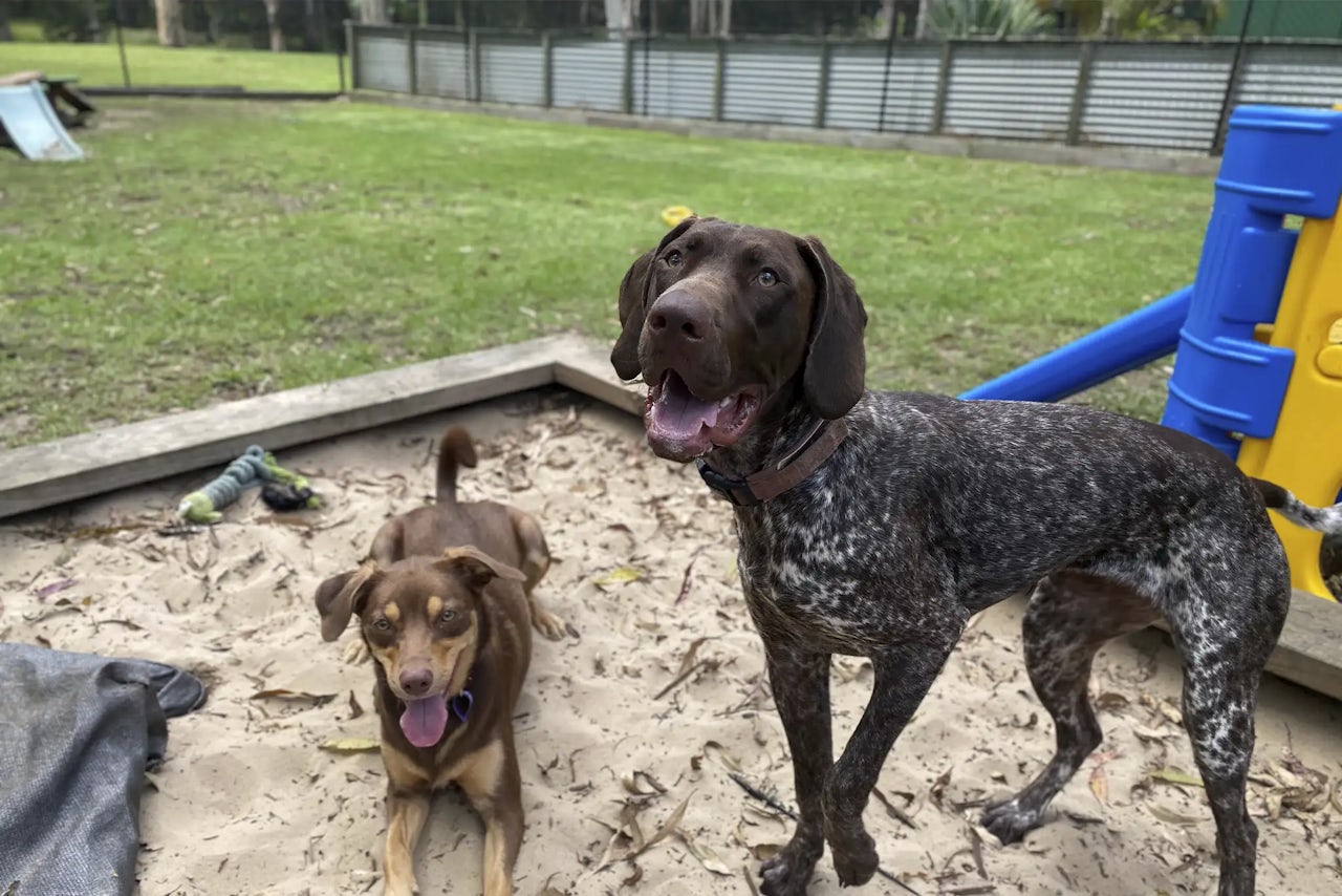 Pet Resorts Australia Kangy Angy